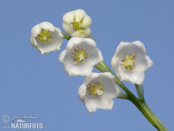 Maiglöckchen (Convallaria majalis)