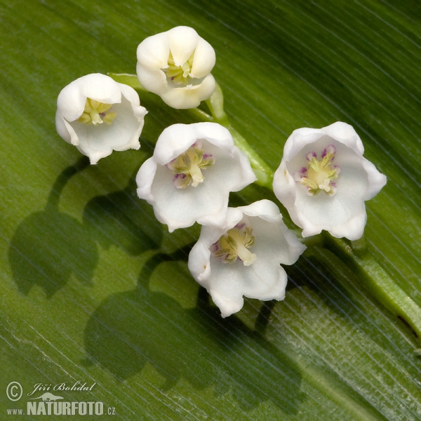 Maiglöckchen (Convallaria majalis)