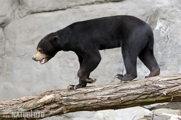 Malaienbär (Helarctos malayanus)