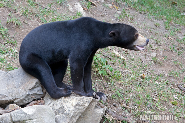 Malaienbär (Helarctos malayanus)