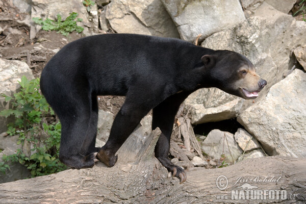 Malaienbär (Helarctos malayanus)