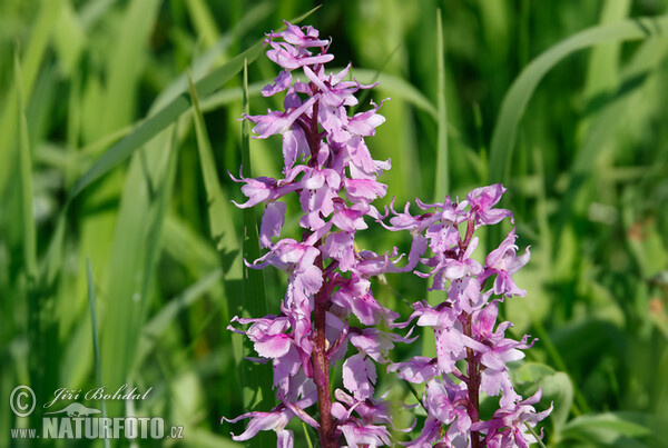 Männliche Knabenkraut (Orchis mascula subsp. speciosa)