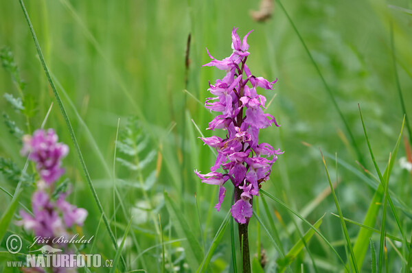 Männliche Knabenkraut (Orchis mascula subsp. speciosa)