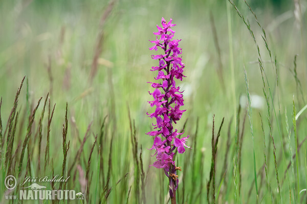 Männliche Knabenkraut (Orchis mascula subsp. speciosa)