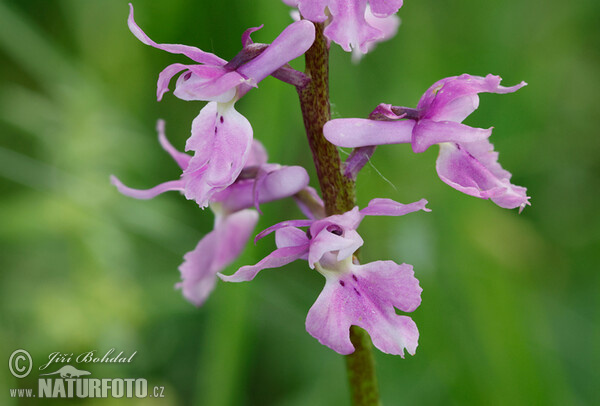 Männliche Knabenkraut (Orchis mascula subsp. speciosa)