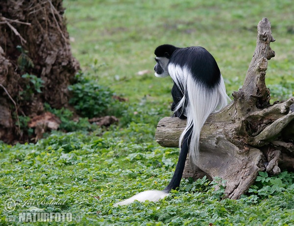 Mantelaffe, Guereza (Colobus guereza)