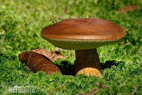 Maronenröhrling (Boletus badius)