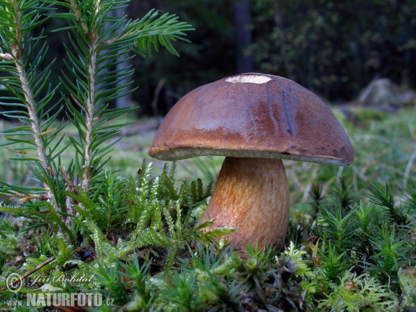 Maronenröhrling (Boletus badius)