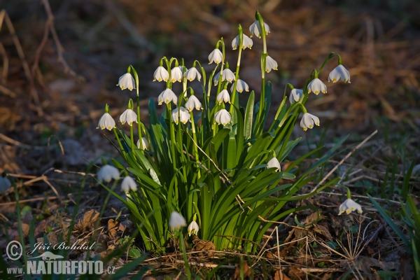 Märzenbecher (Leucojum vernum)