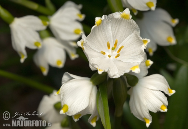 Märzenbecher (Leucojum vernum)