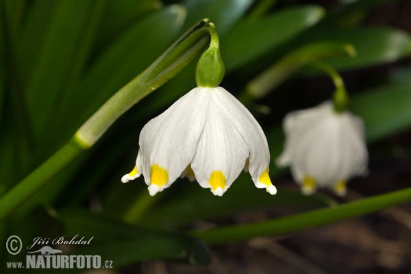 Märzenbecher (Leucojum vernum)