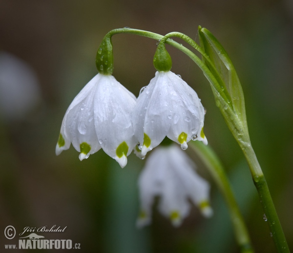 Märzenbecher (Leucojum vernum)