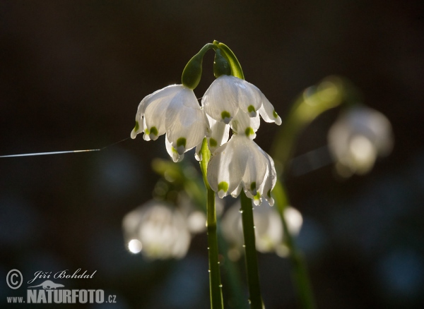 Märzenbecher (Leucojum vernum)