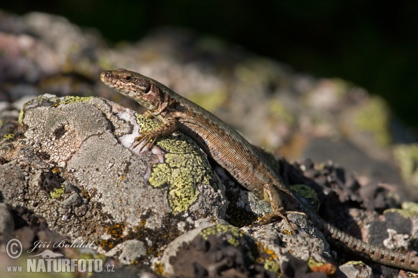 Mauereidechse (Lacerta muralis)