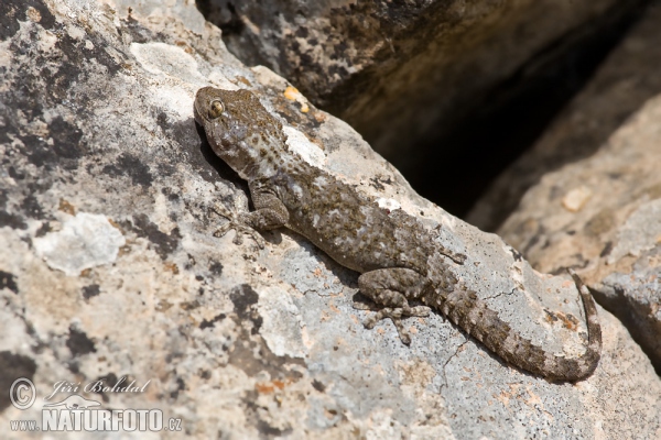 Mauergecko (Tarentola mauritanica)