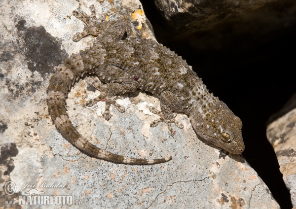 Mauergecko (Tarentola mauritanica)