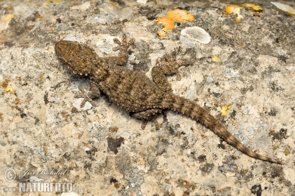 Mauergecko (Tarentola mauritanica)