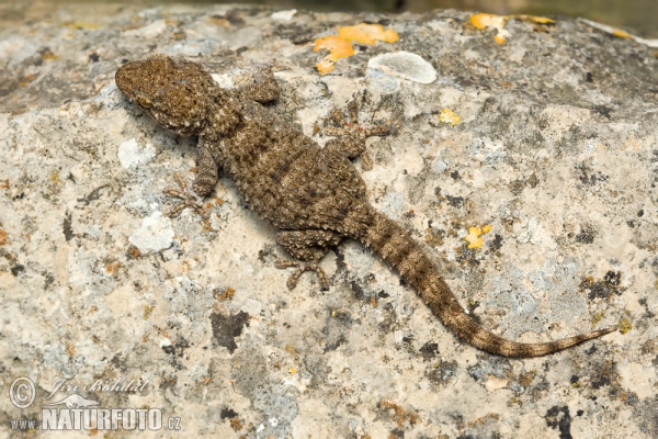 Mauergecko (Tarentola mauritanica)