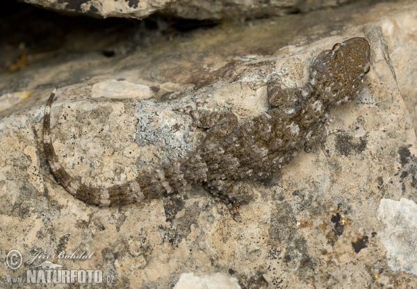 Mauergecko (Tarentola mauritanica)