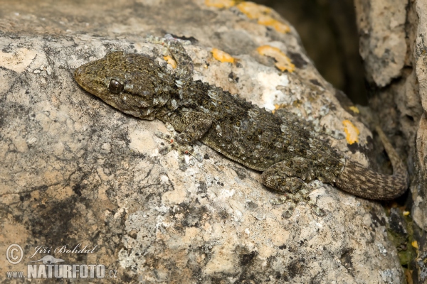 Mauergecko (Tarentola mauritanica)