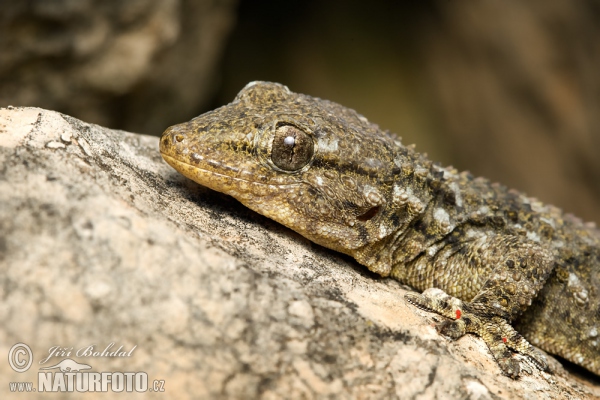 Mauergecko (Tarentola mauritanica)