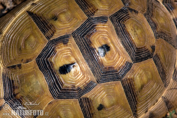 Maurische Landschildkröte (Testudo graeca)