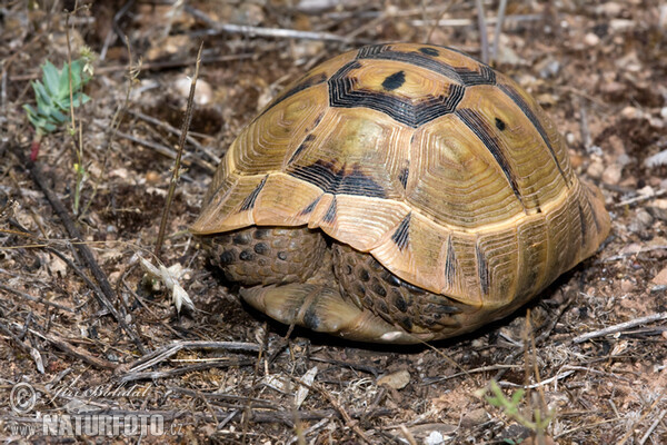 Maurische Landschildkröte (Testudo graeca)