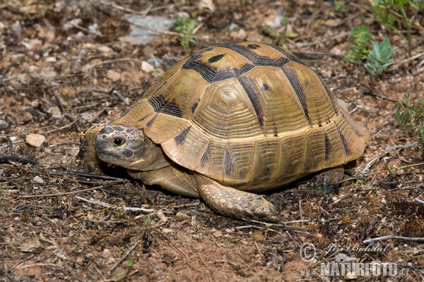 Maurische Landschildkröte (Testudo graeca)