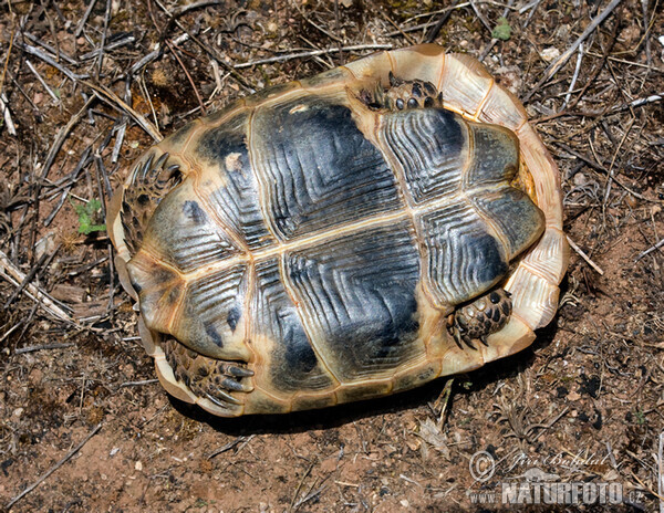 Maurische Landschildkröte (Testudo graeca)