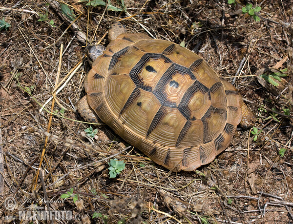 Maurische Landschildkröte (Testudo graeca)