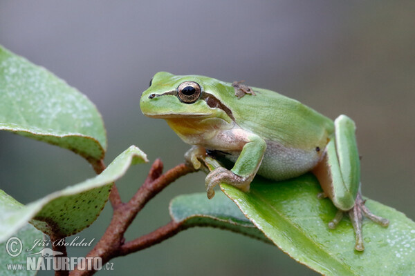 Mittelmeer-Laubfrosch (Hyla meridionalis)
