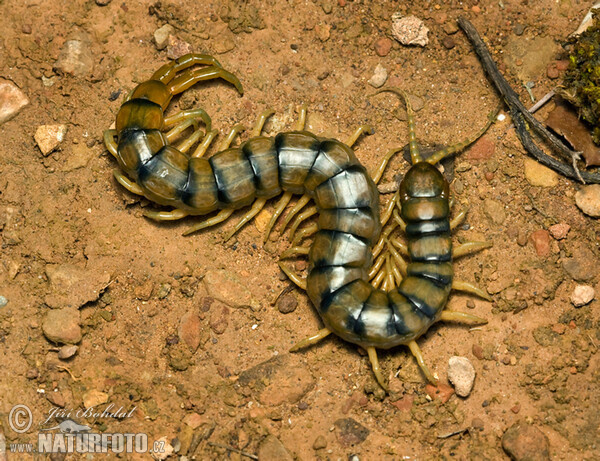 Mittelmeerskolopender (Scolopendra cingulata)