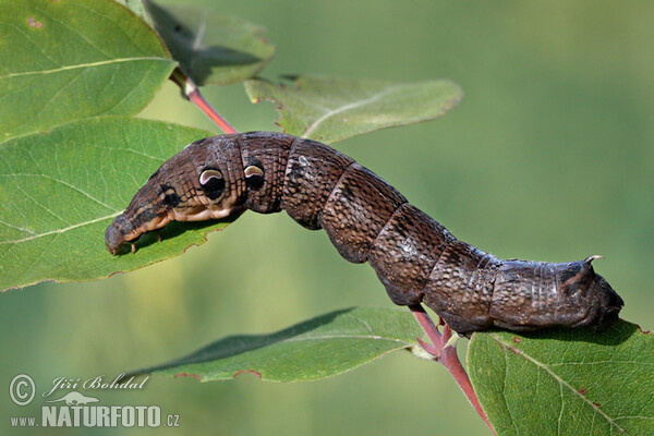 Mittlerer Weinschwärmer (Deilephila elpenor)