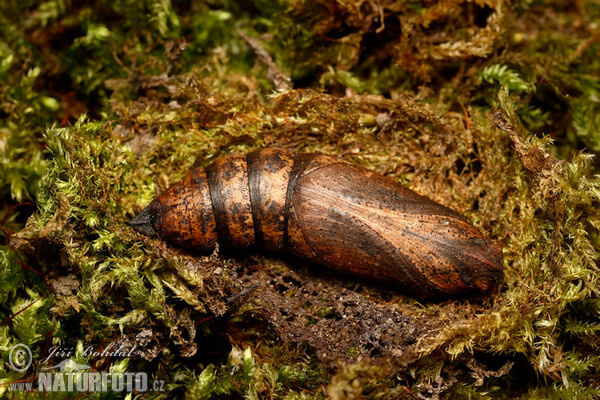 Mittlerer Weinschwärmer (Deilephila elpenor)