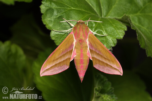 Mittlerer Weinschwärmer (Deilephila elpenor)