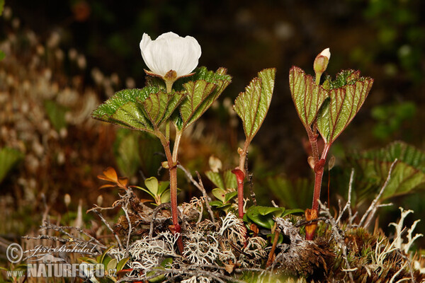 Moltebeere (Rubus chamaemorus)