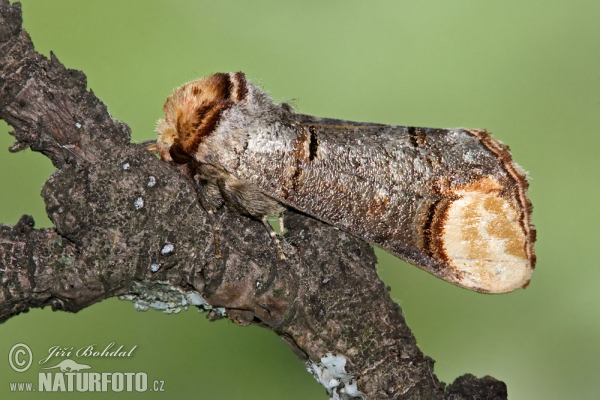 Mondfleck (Phalera bucephala)