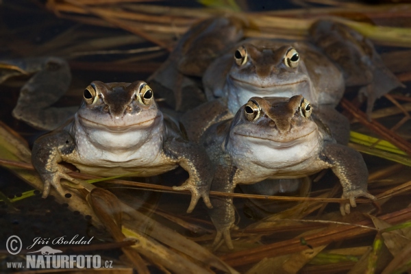 Moorfrosch (Rana arvalis)