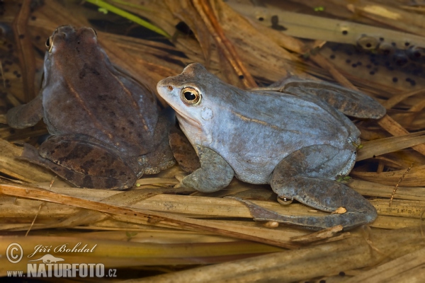 Moorfrosch (Rana arvalis)