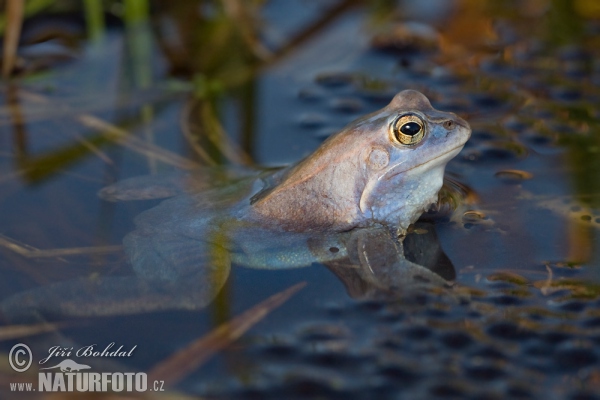 Moorfrosch (Rana arvalis)