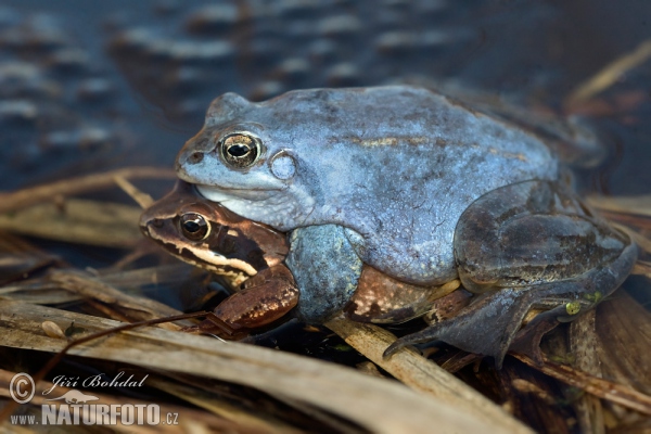 Moorfrosch (Rana arvalis)