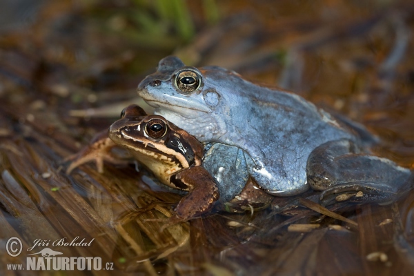 Moorfrosch (Rana arvalis)