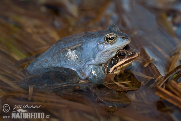 Moorfrosch (Rana arvalis)