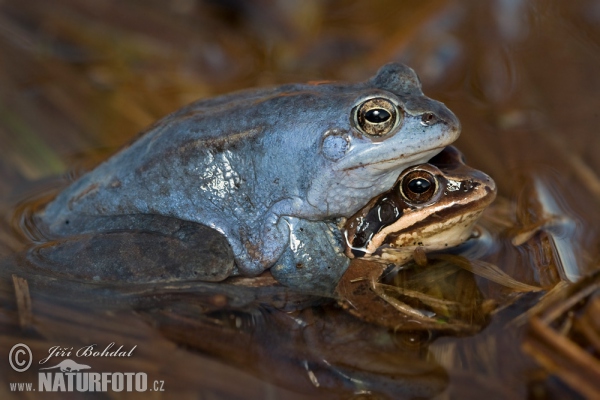 Moorfrosch (Rana arvalis)