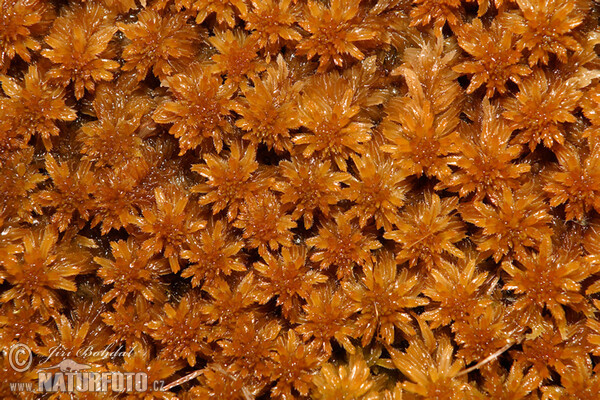 Moos (Sphagnum)