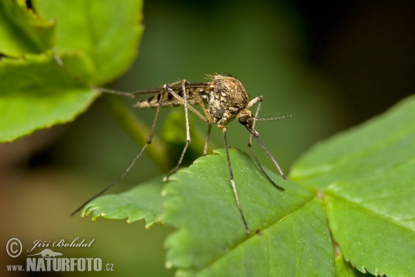 Mucke, Gelse (Culex sp.)