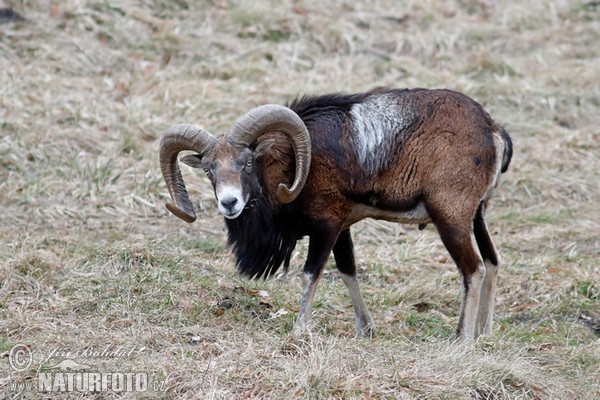 Mufflon (Ovis musimon)