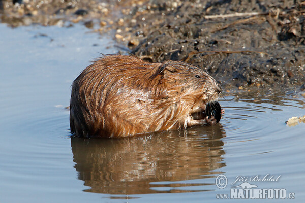 Muskrats (Ondatra zibethicus)