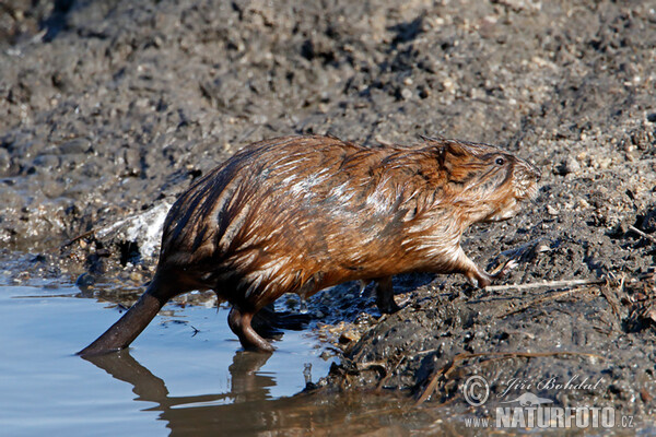 Muskrats (Ondatra zibethicus)