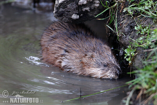 Muskrats (Ondatra zibethicus)